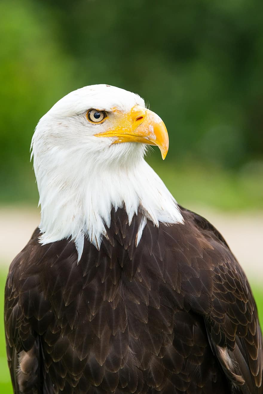 adler-eagle-observatory-white-tailed-eagle-eagles-waiting-in-detmold-bald-eagle-plumage-coat-of-arms-of-bird-animal-portrait-close-up